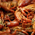 Dryspell pinched Louisiana’s crawfish harvest, however mudbug fans are weathering the scarcity