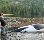 Whale beached on Vancouver Island passesaway inspiteof life-saving efforts