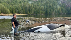 Whale beached on Vancouver Island passesaway inspiteof life-saving efforts