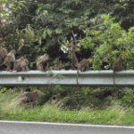 Monkey attacks keep Koh Chang park authorities at bay