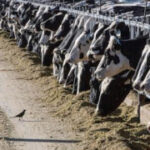Dairy livestock in Texas and Kansas test favorable for bird influenza