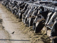 Dairy livestock in Texas and Kansas test favorable for bird influenza