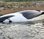 Stranded killer whale was pregnant, necropsy reveals