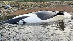 Stranded killer whale was pregnant, necropsy reveals