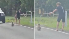 Young man filmed escorting koala on busy road to safety near Brisbane