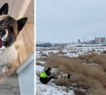 Hero the petdog lives up to his name and leads rescuers to owner who invested 2 days in a ditch