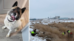 Hero the petdog lives up to his name and leads rescuers to owner who invested 2 days in a ditch