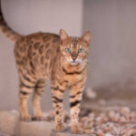 Bengal Cat Coats: Less wild than they appearance