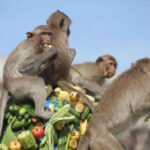 Lop Buri monkey ‘control centre’ proposed