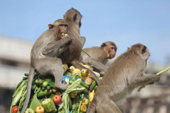 Lop Buri monkey ‘control centre’ proposed