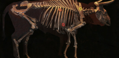 The mission to restore extinct Aurochs to bringback ancient lands