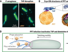 Removal of Pseudomonas type IV pili by a small RNA virus | Science