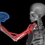 How the brain senses body position and motion?