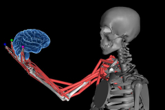 How the brain senses body position and motion?