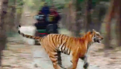 Surreal video reveals tiger chasing bear through forest