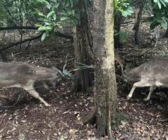 Look: Animal rescuers conserve 2 deer with antlers captured in a rope