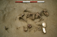 In pre-Roman times, humanbeings were buried with petdogs, horses, and other animals
