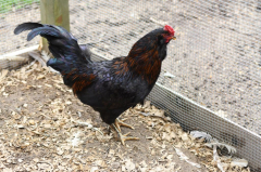 Loud animal rooster ruffles plumes in the Hamptons with pre-dawn crowing — with one citizen reporting it as ‘harassment’