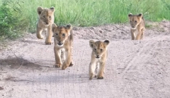 Lion disregards a prospective wildebeest buffet to tend to its ‘lost’ cubs