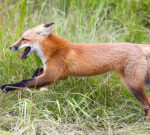 Friend, the popular Yukon fox when idea to be a pet, has passedaway