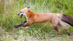 Friend, the popular Yukon fox when idea to be a pet, has passedaway