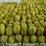 Ministry preparations requirements for durian