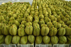 Ministry preparations requirements for durian