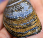 Warming waters make their shells more permeable