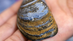 Warming waters make their shells more permeable