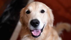 Judge orders shared custody of animal pet under brand-new B.C. law