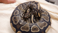 Hawaii sounds alarm after python is found at Oahu home