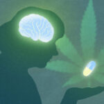 Cannabinol reveals neuroprotective possible: Insights from fruit fly researchstudy