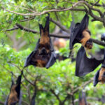 Quick development in bats: A uncommon phenomenon observed