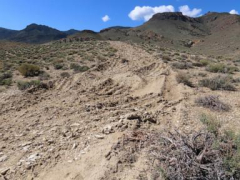 UnitedStates advances evaluation of Nevada lithium mine amidst issues over threatened wildflower