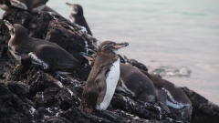 The effect of microplastics on the Galápagos Islands Food Web