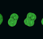 Unveiling the secrets of cell department in embryos
