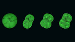 Unveiling the secrets of cell department in embryos