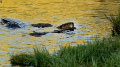 Beavers are assisting battle environment modification, satellite information reveals