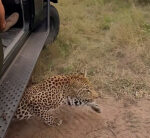 ‘Leopard under the automobile’; extraordinary encounter captured on video