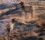 25 years after they came back to Ontario, elk population still not steady, professional states