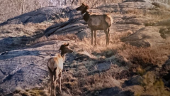 25 years after they came back to Ontario, elk population still not steady, professional states