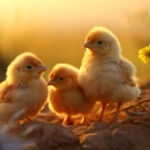 The researchstudy discovers an response to why male chicks play more than women