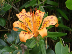 A brand-new types of the Japanese lily identified for the veryfirst time giventhat 1914