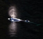 Fisheries Department cautions boaters versus troubling orphan B.C. whale calf
