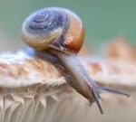 Slugs and snails to get ‘image transformation’