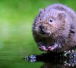 Water voles to advantage from £25m landscapes plan