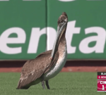 A pelican crashed the 5th inning of Reds-Giants, and the broadcast commentary was gold