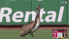 A pelican crashed the 5th inning of Reds-Giants, and the broadcast commentary was gold