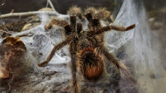 Spider venom to be checked in the battle versus pester locusts