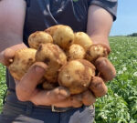 Eyes on the frenchfries: Alberta snatches potato crown from P.E.I.